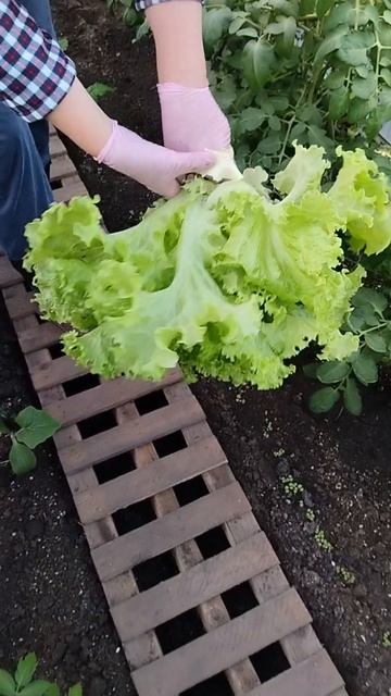 28.05.2026 Суета на грядках