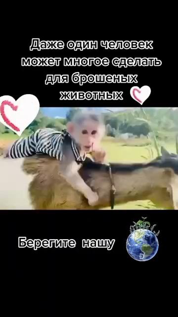 Умненькая обезьянка