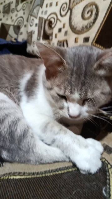 Манечка 😍 #кошка