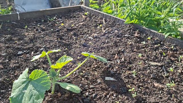 всё зарастает ужас 29.05.26