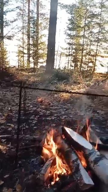 Осеннее утро в лесу.