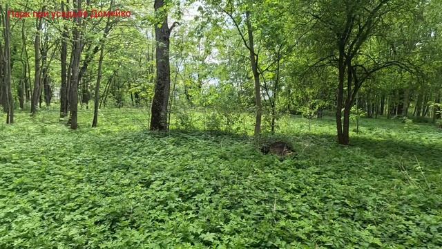 Парк при усадьбе Домейко часть 6 #ActiveVibesBelarus #Беларусь #природа #путешествие #вело