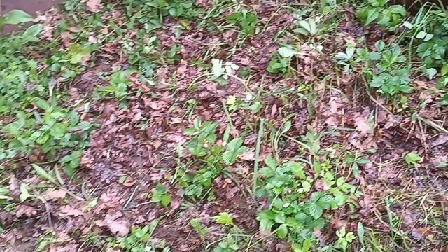 уборка заброшенного дома и участка 14 серия.