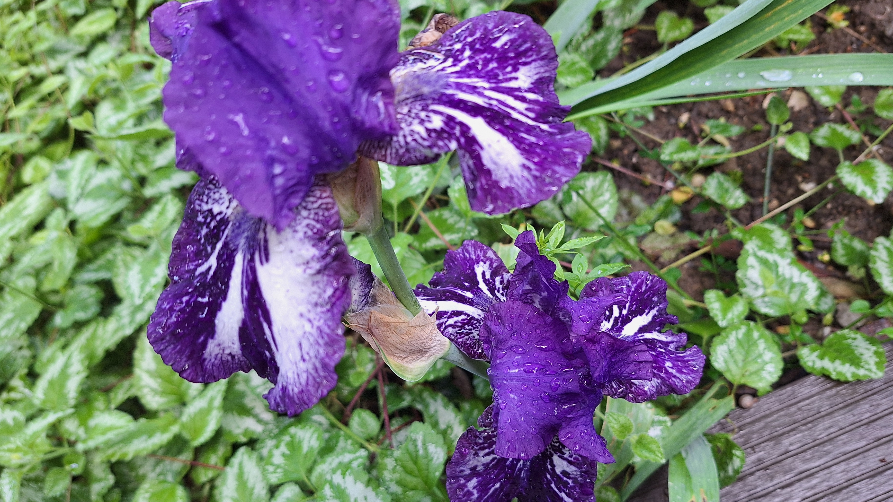 30-05-2026 холодрыга ,все мокрое ,обещают всю неделю дожди🌧️