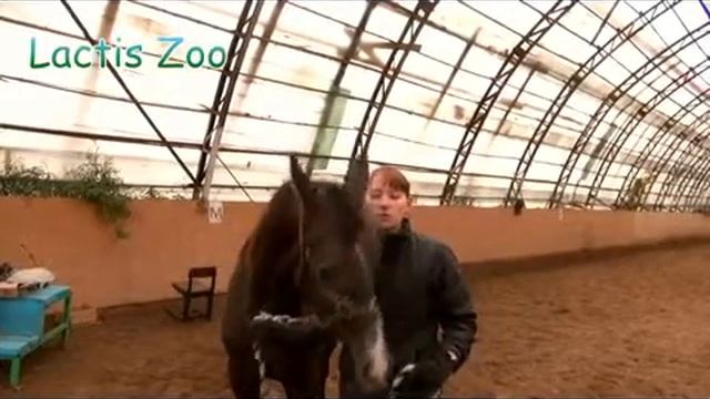 Видео-отзыв Лактис Зоо от тренера по верховой езде