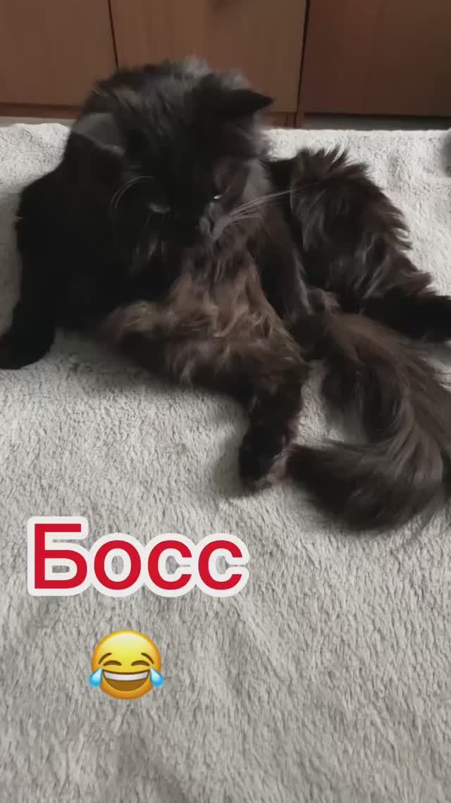 Деловой кот