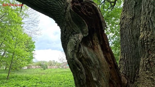 Дуб Патриарх часть 7 #ActiveVibesBelarus #Беларусь #природа #путешествие #вело