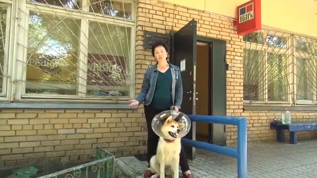 Видео-отзыв Акита после операции