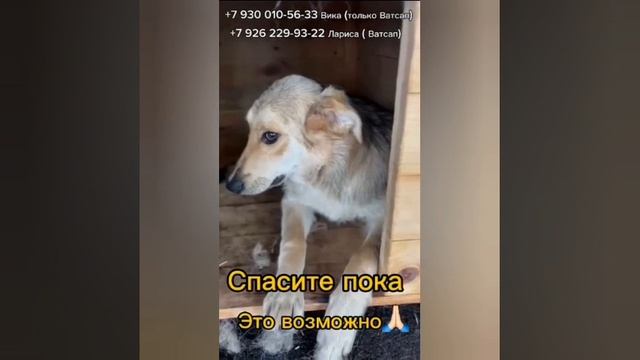 Спасите ПСА БЕЗ ИМЕНИ 🥺 ЭТО - Просто никому не нужный пес без имени. 

Ласковый, добрый
