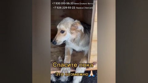 Спасите ПСА БЕЗ ИМЕНИ 🥺 ЭТО - Просто никому не нужный пес без имени.
Ласковый, добрый