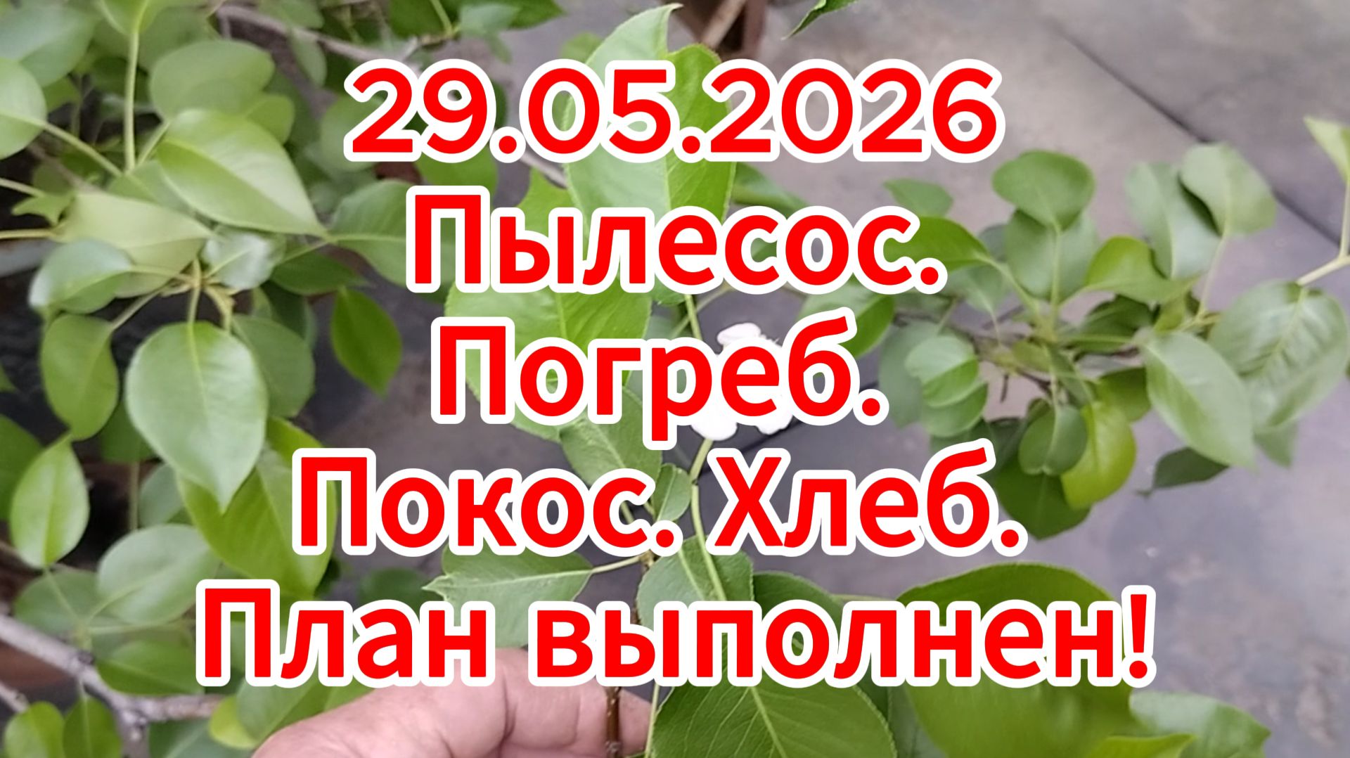 29.05.2026 Пылесос. Погреб.  Покос. Хлеб. План выполнен!