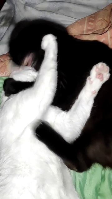 Выгрыз мозга #иньянь #чёрнаякошка #белыйкот #rochevpress #юмор #котики #тимомафия