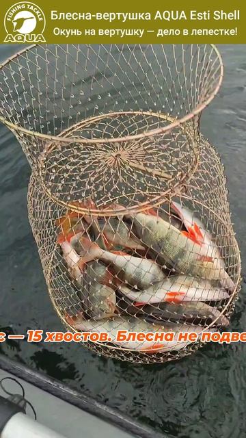 Ловля окуня на спиннинг с вертушкой AQUA Esti Shell