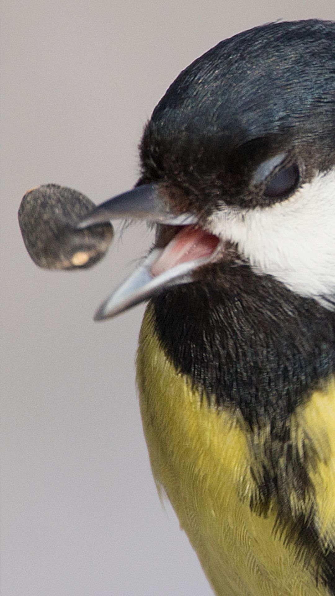 Голоса птиц. Как поёт синица? Голос большой синицы в природе! #birdwatching #birdsong #birds