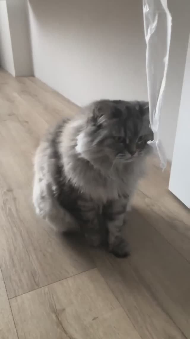 🤩🚀😸 ДЕЛАЕМ ИГРУШКУ ДЛЯ КОШКИ ЗА ДВЕ МИНУТЫ!