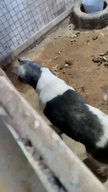 Уфа, Башкирия
Попали в отлов вот  такие собаки!😰Добрые и ласковые 
Пожалуйста, сделайте репост🙏