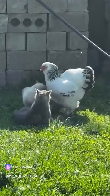 A Story About Animals 🐱🐱🐔(как разнять дерущихся котов)