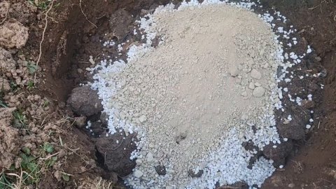 КАК ПРАВИЛЬНО ПОСАДИТЬ ГРУШУ ВЕСНОЙ🍐