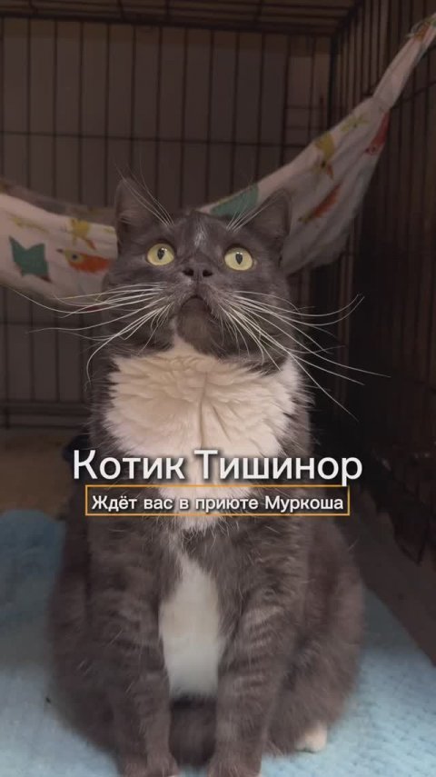 Тишинор ждёт вас в приюте #Муркоша