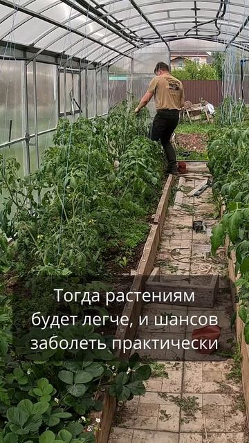 Сейчас самое время подвязать и постоянно пасынковать томаты