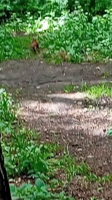 Угощаю белок орехами/Пополняю кормом дальние кормушки 30.05.26.