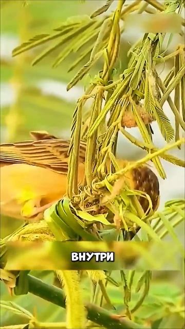 Интересные птицы