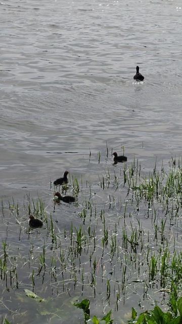 Многодетная семейка Лысух. Краснодар, Дмитриевский сквер, 29.05.26.