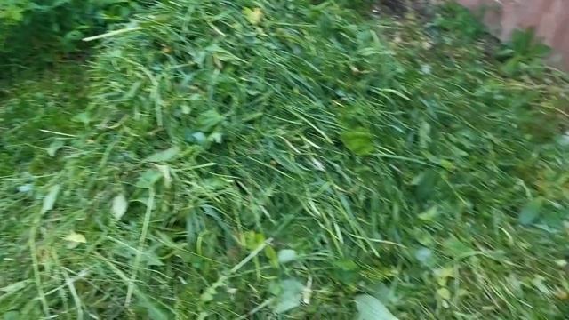 Травища прёт!🌾🌾🌾