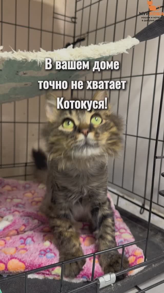 Котокусь ждёт вас в приюте #Муркоша