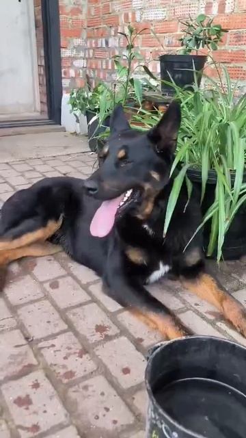 Срочно.‼️‼️🐶Собаку уже пытались расстрелять. Вывезли через Москву реку. Чтобы вернутся он переплыл
