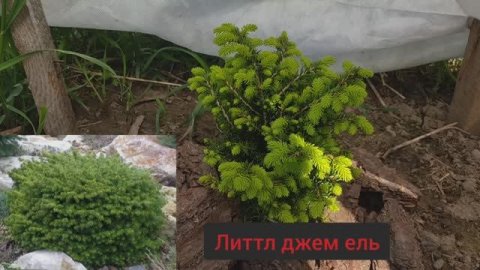 Новые саженцы на даче, необычные ни как у всех!