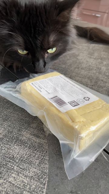 Котя и сыр