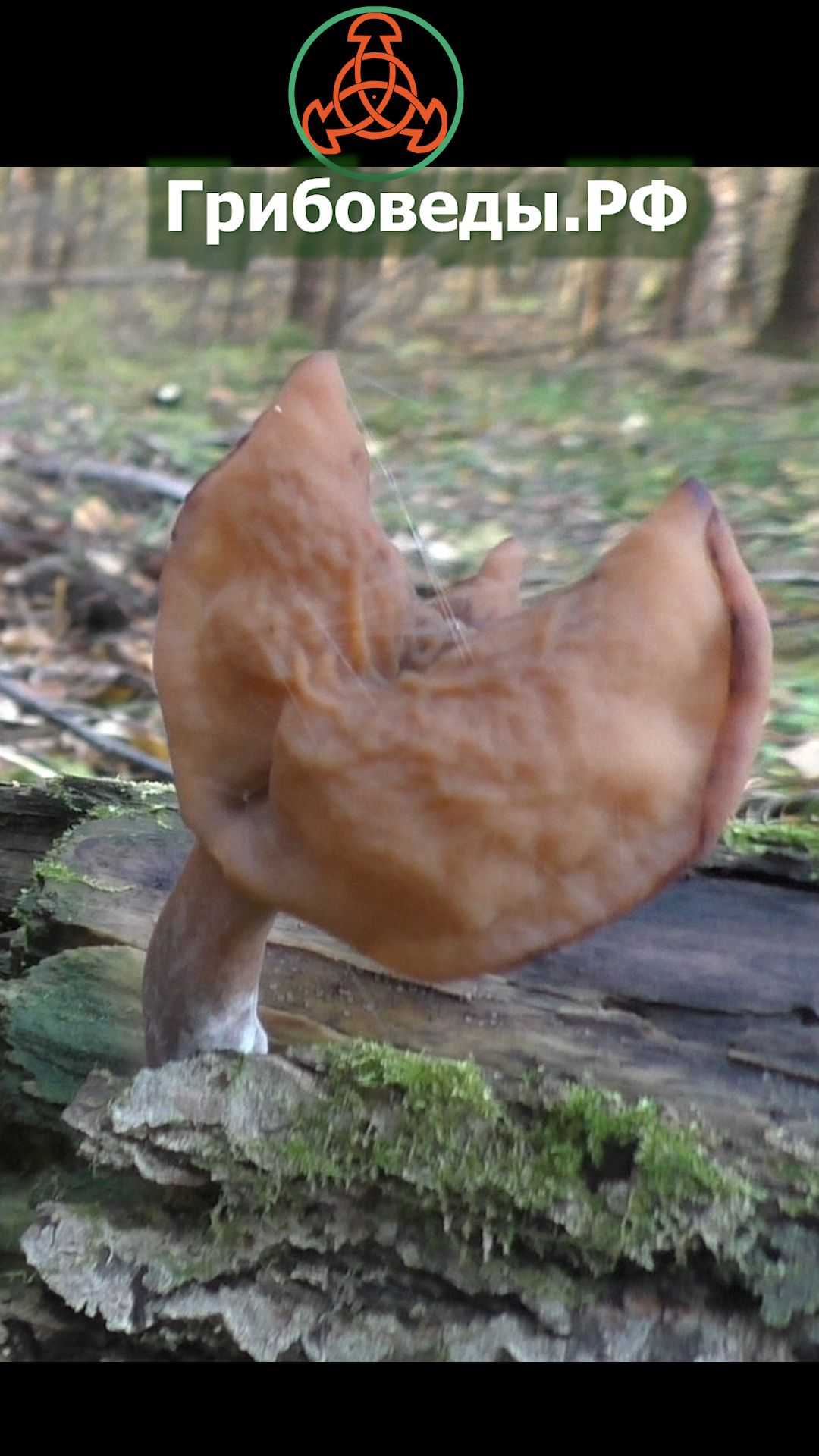 Строчок осенний - Paragyromitra Infula.  Условно-ядовитый  гриб.