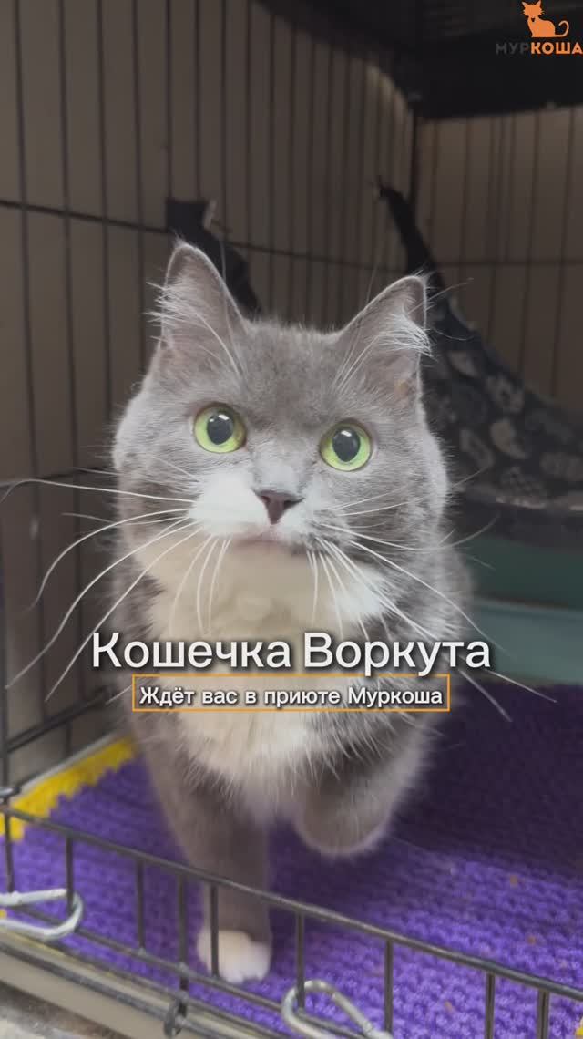 Воркута ждёт вас в приюте #Муркоша