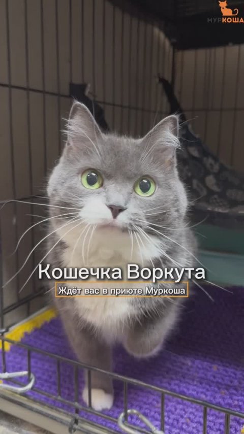 Воркута ждёт вас в приюте #Муркоша