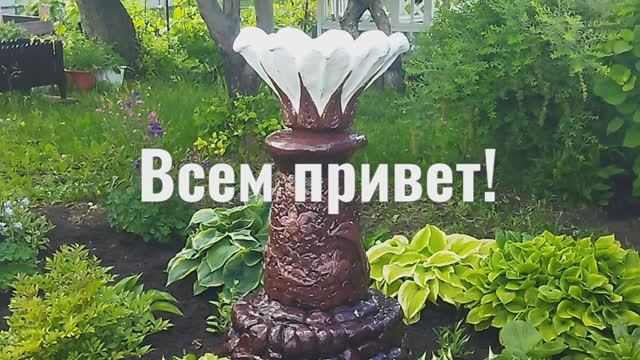 Вот это я вазон забубенила! 5 лет как железобетонный!