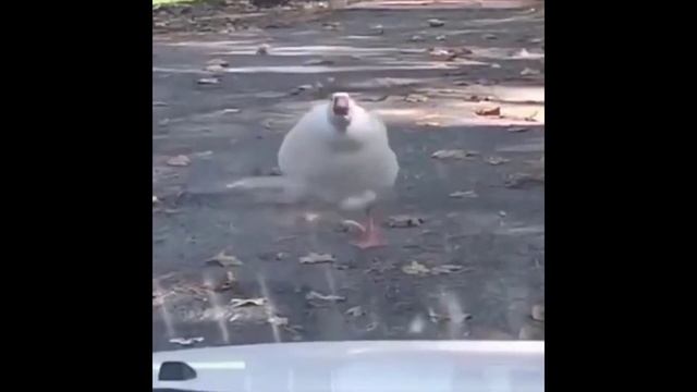 MEMES COMPILATION 4