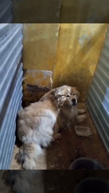 Уфа, Башкирия
Попали в отлов вот  такие собаки!😰Добрые и ласковые 
Пожалуйста, сделайте репост🙏