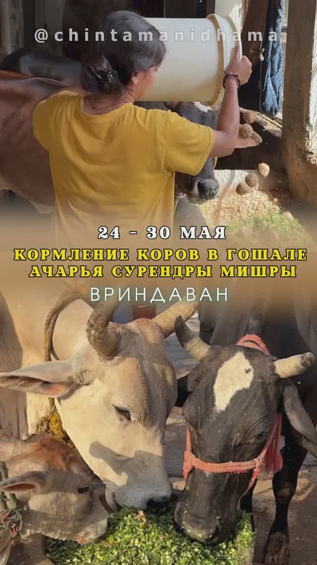 24 - 30 мая. Видеоотчет о кормлении коров в гошале Ачарья Сурендры Мишры