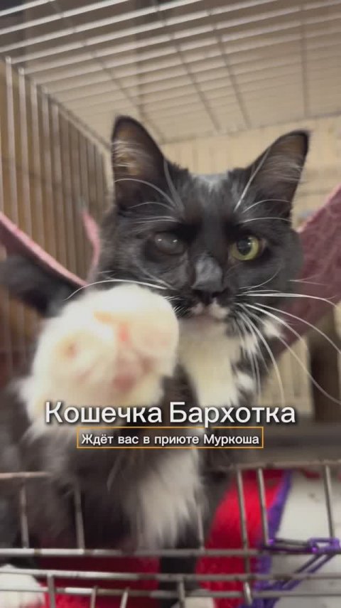 Бархотка ждёт вас в приюте #Муркоша