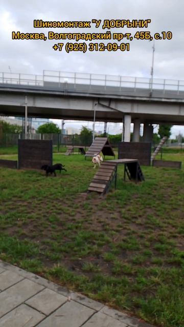 Алабай & Кане-корсо. собака. 🐕🐕
