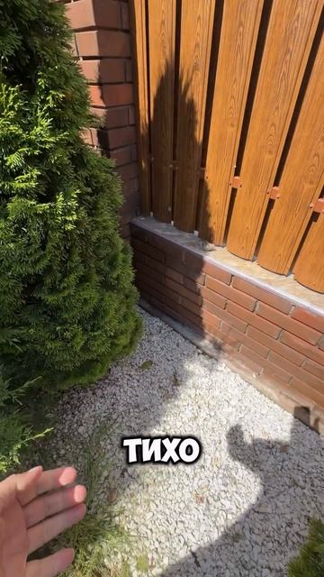Нашли гнездо на участке