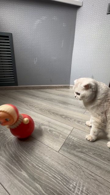 Давай поиграем игры с котом😸