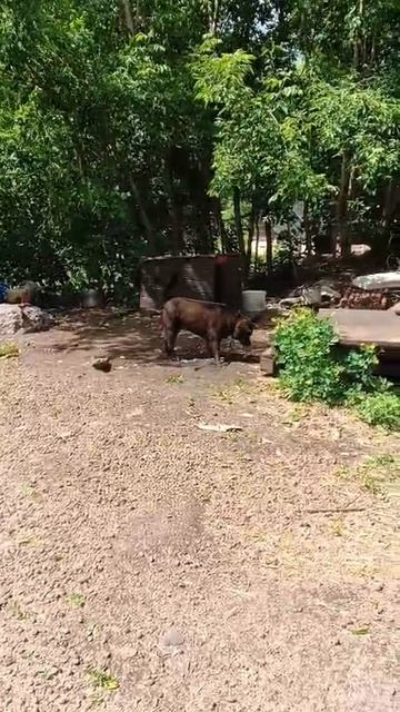 Друзья, у нас чрезвычайная ситуация. В приюте абсолютно, полностью ЗАКОНЧИЛАСЬ КРУПА.