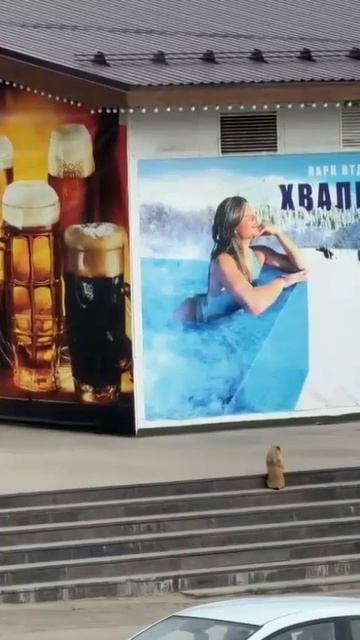 Ещё раз про сурка! 