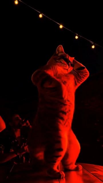 Котик танцует