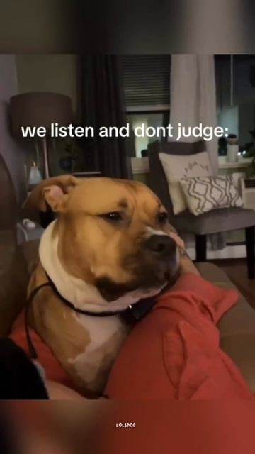 Smart Minds, Priceless Reactions, And The Emotional Side Of Dogs
