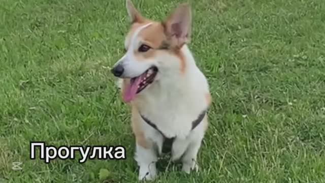 Воскресная прогулка с Жорой #прогулка с собакой #собака друг человека #корги #пес