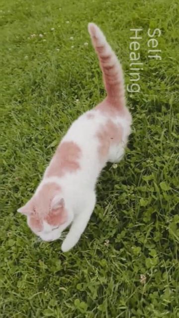 Дружба таксы и кота.