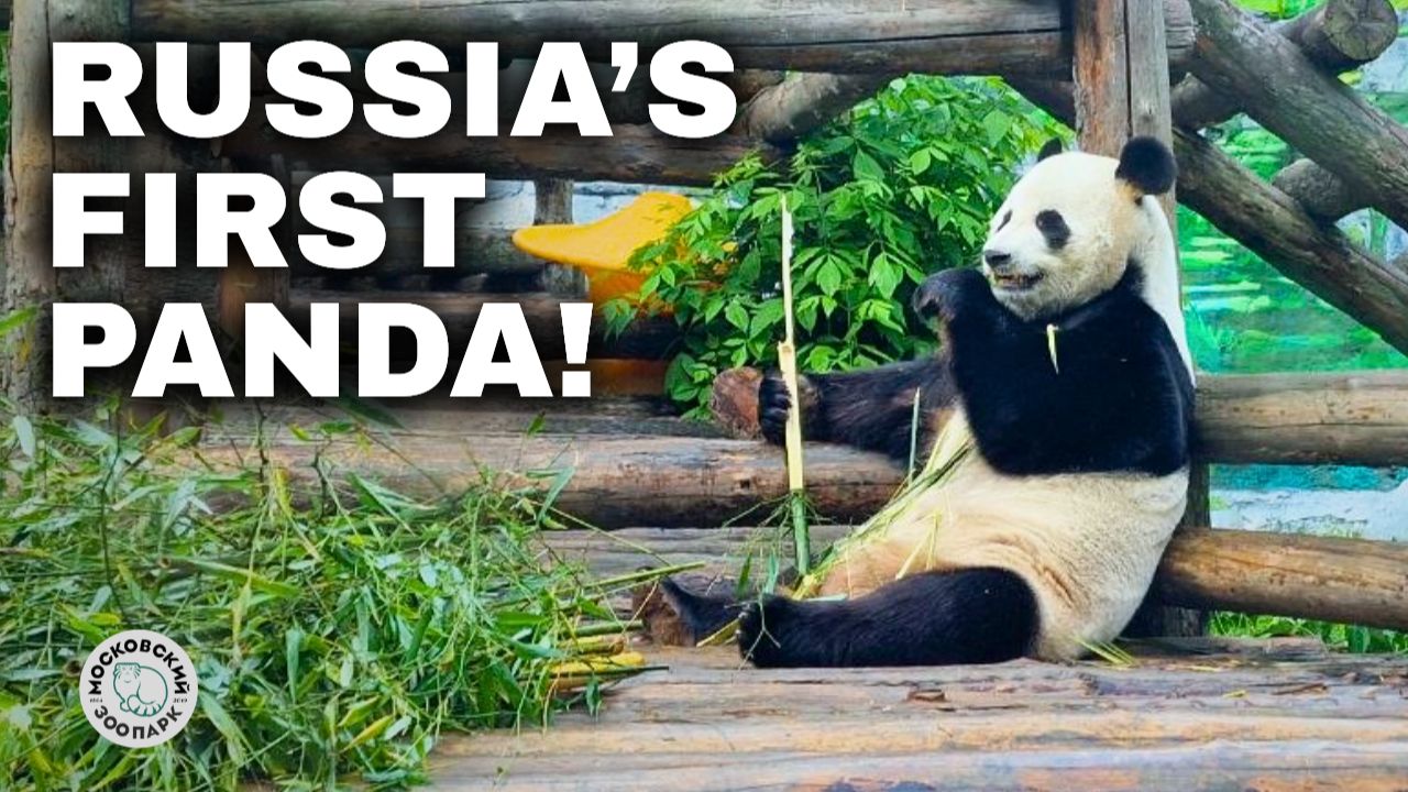 I Visited Moscow Zoo: Meeting Russia's Famous Panda Katyusha 🐼